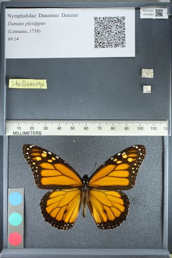 Media type: image;   Entomology 164987